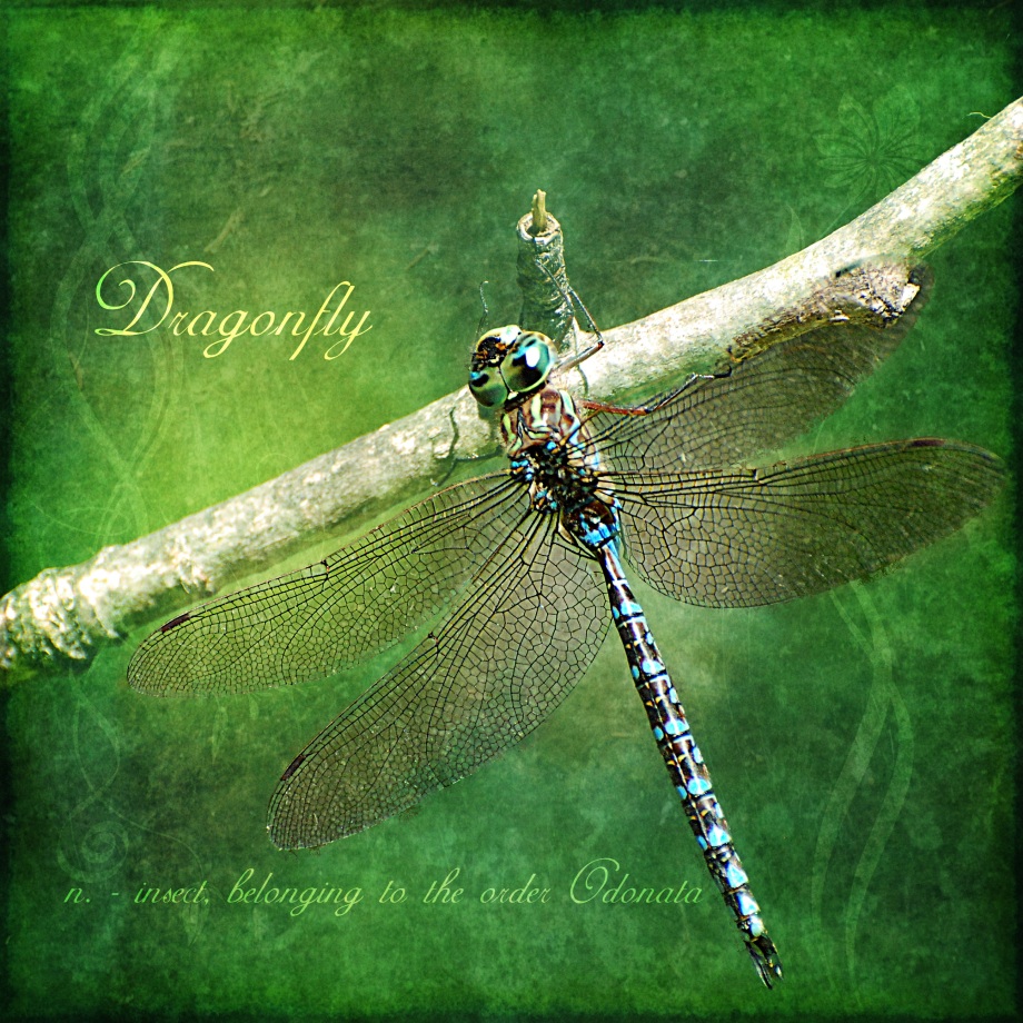 Dragonfly portrait by Heather Hinam