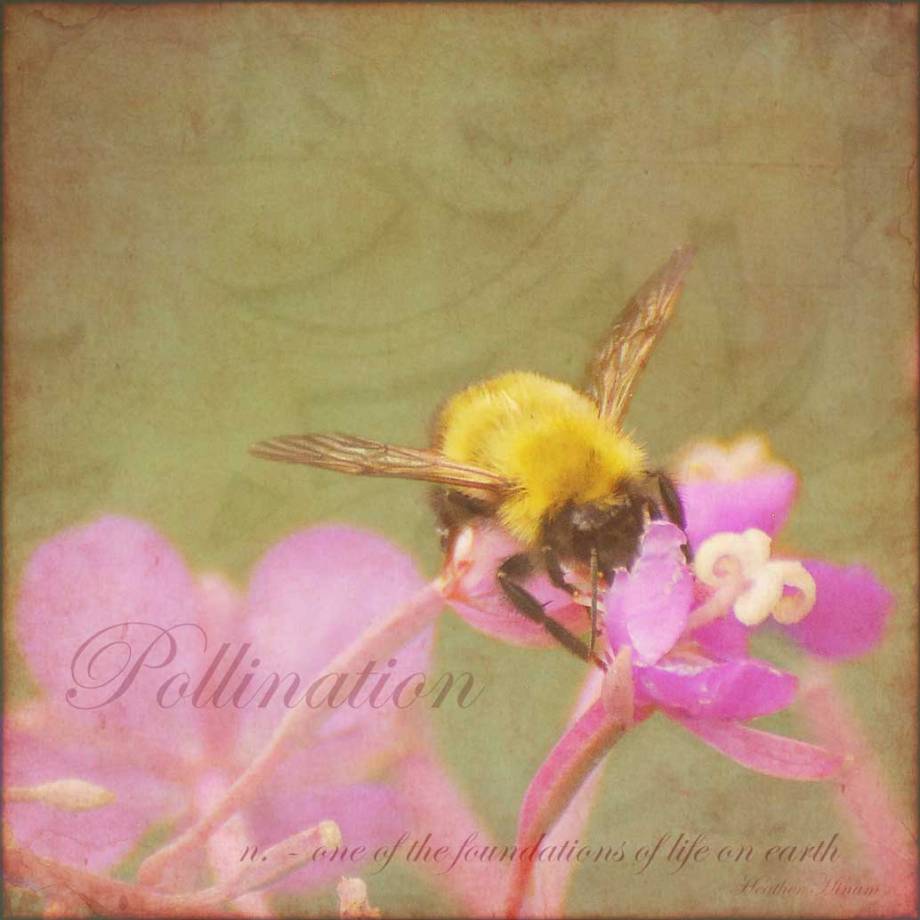 Bumblebee pollinating fireweed by Heather Hinam